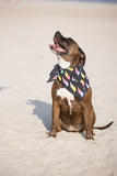 NEW!!!!  Handmade Dog Bandana (3 Sizes)