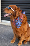 NEW!!!!  Handmade Dog Bandana (3 Sizes)